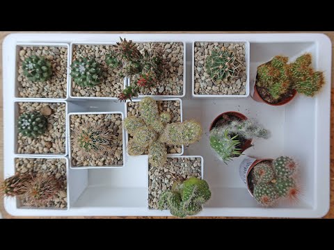 Видео: Новые КАКТУСЫ из МАГНИТА / КРИСТАТНЫЕ формы 🌵