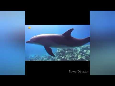 Видео: Суу жаныбарлары