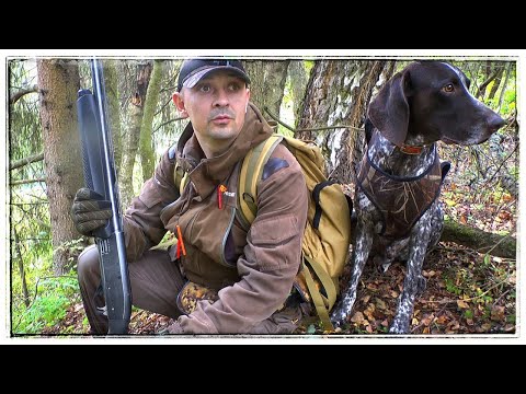 Видео: Ходовая охота с курцхааром!