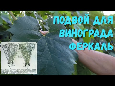 Видео: Подвой для винограда Феркаль.