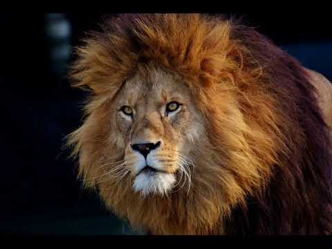 Видео: Декады знаков зодиака Лев