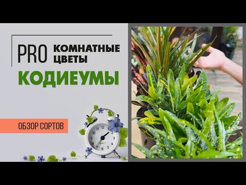 Видео: Обзор сортов Кодиеума или Кротона, ведь это комнатное растение известно под двумя названиями