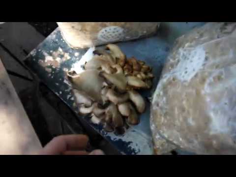 Видео: вешенка в ГАРАЖЕ, ПОДВАЛЕ и на ПЕНЬКАХ - везде )))