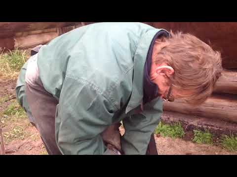 Видео: Расчистка копыт у лошади! Пригласили специалиста.