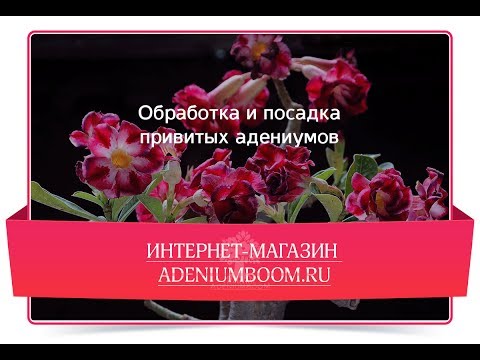 Видео: Обработка и подготовка привитых адениумов к посадке