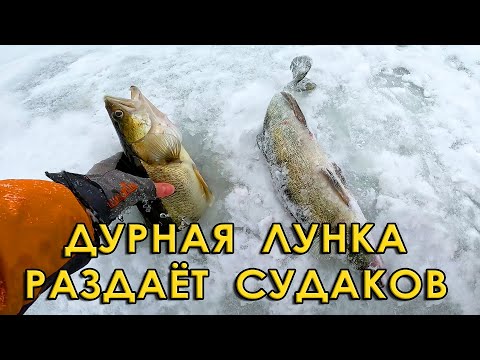 Видео: Как угодить судаку в глухозимье? Зимняя рыбалка на вибы.