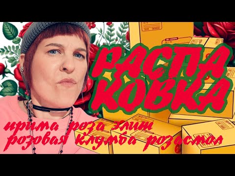 Видео: Распаковка 2025. Розы из питомников: прима роза, элит, розасмол, розовая клумба.