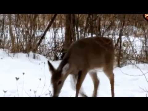 Видео: Охота с арбалетом и луком.  Часть 1