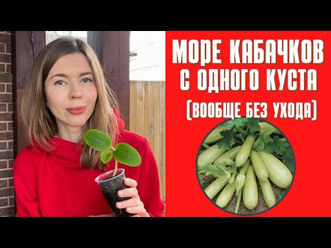 Видео: Сажаю всего один куст кабачка, а урожай потом некуда девать. Как без ухода вырастить много кабачков