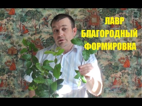 Видео: Лавр благородный. Формировка.