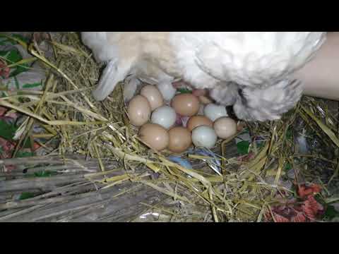 Видео: Квочка.Скільки яєць залишилось.Коли вилуп.