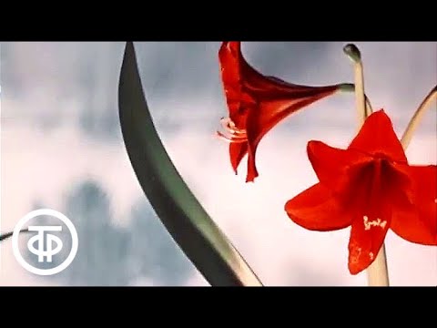 Видео: В городе -40. О Ботаническом саде в Новосибирске (1978)