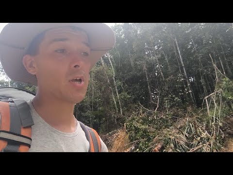 Видео: Автостопом по Папуа. День 8 / Кускус и олени @Got1Try