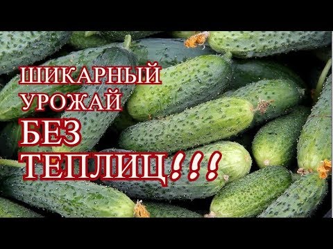 Видео: ОГУРЦЫ В ОТКРЫТОМ ГРУНТЕ. ПОСМОТРИТЕ ЭТО ВИДЕО, ЕСЛИ ХОТИТЕ ПОЛУЧИТЬ УРОЖАЙ БЕЗ ТЕПЛИЦ!