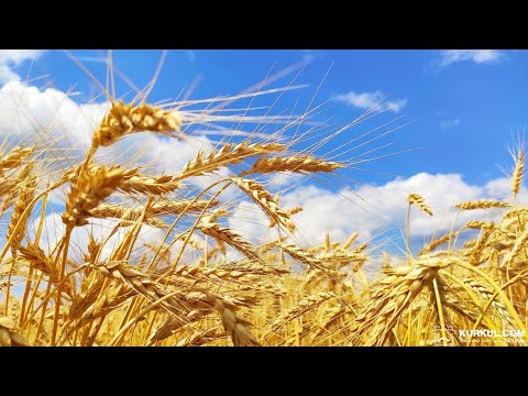 Видео: Розрахунки з пайщиками в BAS Агро.Бухгалтерія