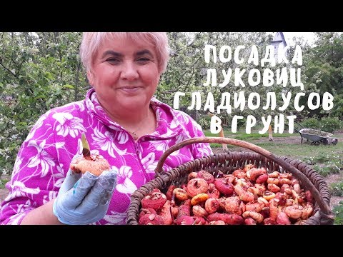 Видео: ВЕСЬ ПРОЦЕСС ПОСАДКИ ГЛАДИОЛУСОВ. Мои цветы. Мой опыт.