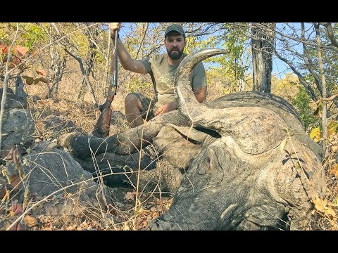 Видео: Охота на буйвола в Зимбабве