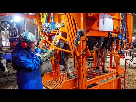 Видео: Станок для обрезки копыт коровам с новой опцией | Гидроакуумулятор