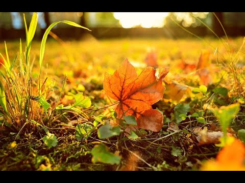Видео: Lafienta - Школьная пора(кавер Лафиенты/cover by Lafienta/Татьяна Овсиенко/школьные песни/ностальгия