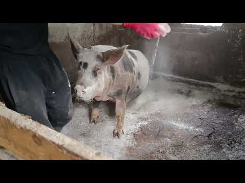 Видео: Чистка та дезінфекція свиней 