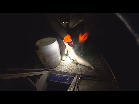 Видео: 🟢 Рыбалка / Ночная Рыбалка Сплавными Сетями / Попалась Рыба Монстр!