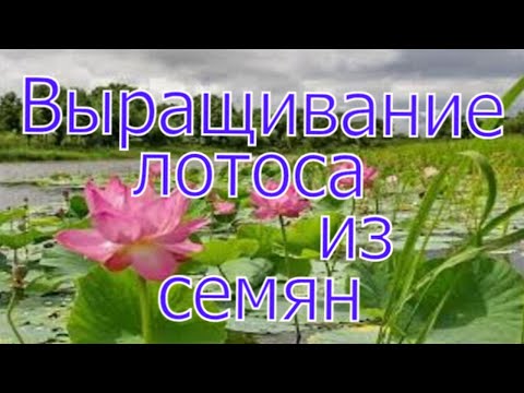 Видео: ВЫРАЩИВАНИЕ ЛОТОСА из СЕМЯН ДЛЯ ПРУДА