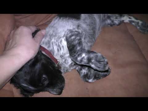 Видео: Щенок русского спаниеля приехал в новый дом.