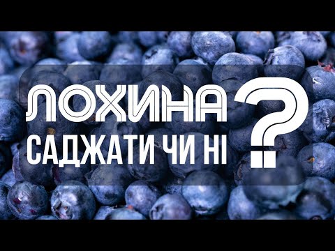 Видео: Саджаю лохину вперше! Що потрібно знати про ґрунт, сірку і догляд!