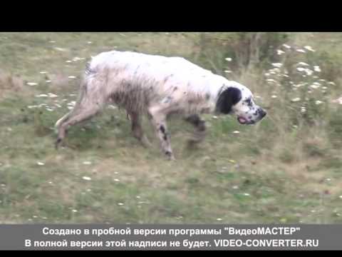 Видео: Английский сеттер ВЕГАС и команды послушания