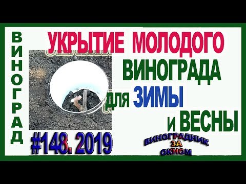 Видео: 🍇 🍇 ВСЕСЕЗОННОЕ, НАДЕЖНОЕ УКРЫТИЕ  молодого винограда на зиму и на весну