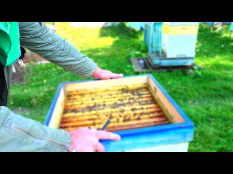 Видео: Можно сказать последний рывок на пасеке!