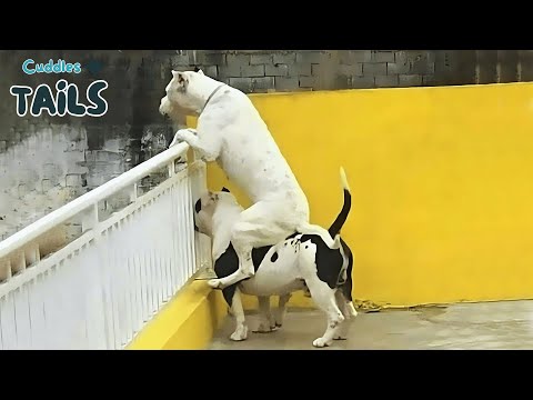 Видео: Самые смешные собаки в интернете 😂 | Смешные клипы с собаками