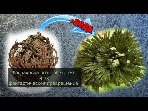 Видео: Роза Иерихона и её превращение.