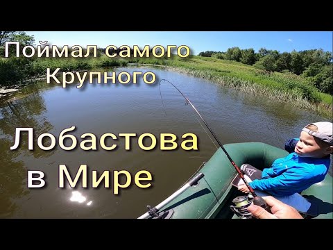 Видео: Поймал за Глаз Самого Крупного Лобастова в Мире на ТРИГЕР