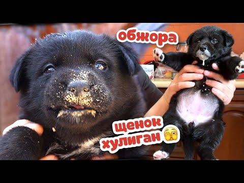 Видео: Взял бездомного щенка ХУЛИГАНА и обжорку!