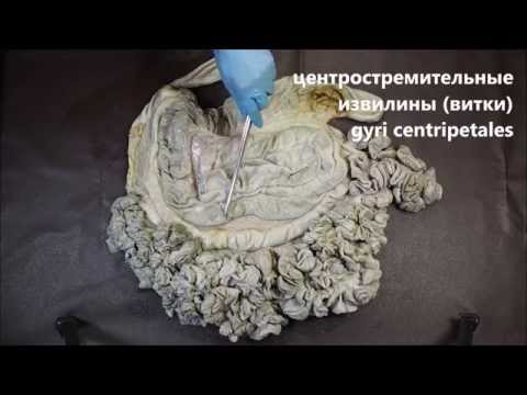 Видео: кишечник крупного рогатого скота