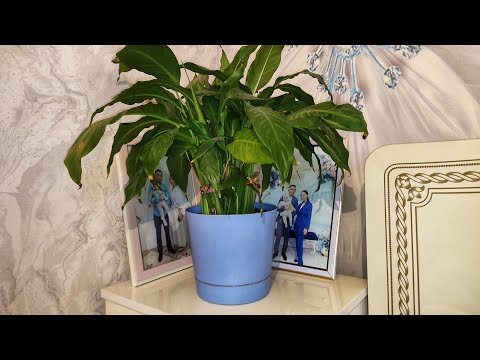 Видео: Күнделікті уй жұмысы🌸Жүректен шыққан сөздер❤️Өз ойым🤗