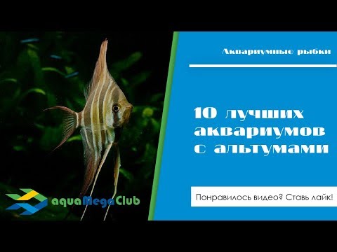Видео: 10 лучших аквариумов с альтумами (а также описание и видео с места их обитания)