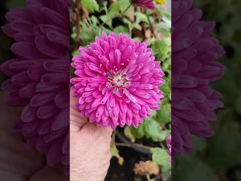 Видео: Пора в путь дорогу....