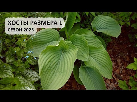 Видео: Хосты в июне, размеры XL и L, сезон 2025