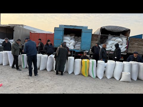 Видео: ХОРАЗМ ХАЗАРАСП ОПТОМ ГУРУЧ ЯНГИ НАРХЛАРИ 15-￼НОЯБРЬ 2025