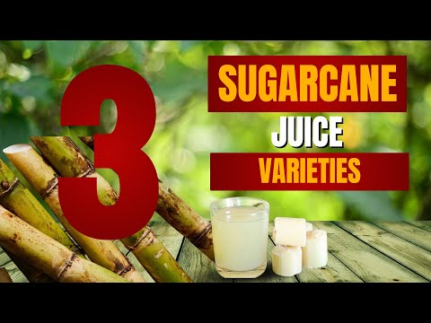 Видео: Дегустация 3 сортов сахарного тростника!