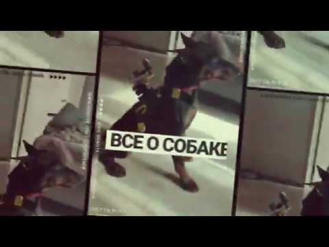 Видео: Дрессировка цвергпинчера