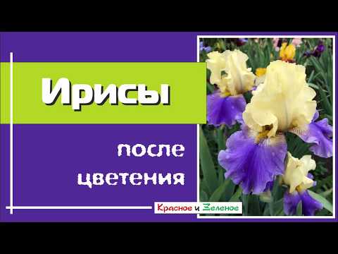 Видео: Уход за ирисами после цветения
