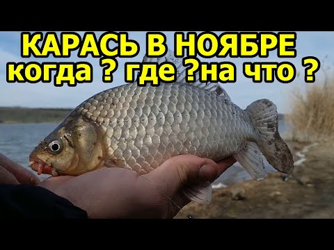 Видео: МОТАЙ НА УС,КАРАСЬ В НОЯБРЕ,карась поздней осенью,на что ловить карася в ноябре.ПРИКОРМКА ДЛЯ НОЯБРЯ