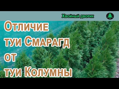 Видео: Чем отличается туя Смарагд от туи Колумны.
