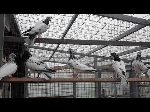 Видео: Лучшие высоколетные голуби мира. Пакистанские тэдди. Best pigeons highfliers in the world. Teddy