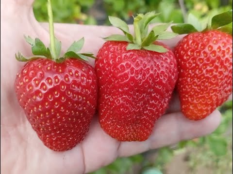 Видео: Клубника "Ания" ,"Ауджи" и "Альба".