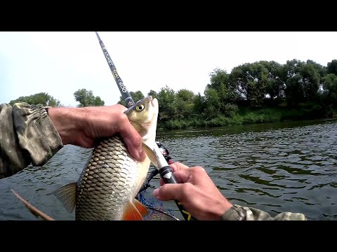 Видео: Голавль ловля в проводку на пшеницу река Днепр