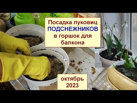 Видео: Подснежник. Посадка луковиц в горшок для балкона. Октябрь 2023.